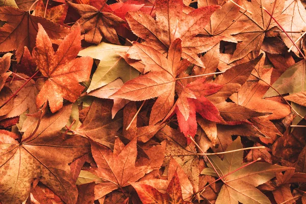 Folhas Secas Outono Chão Fundo Temporada Outono — Fotografia de Stock