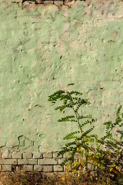 Маленьке Чорне Дерево Сарани Росте Проти Вивітрюваної Зеленої Стіни — стокове фото