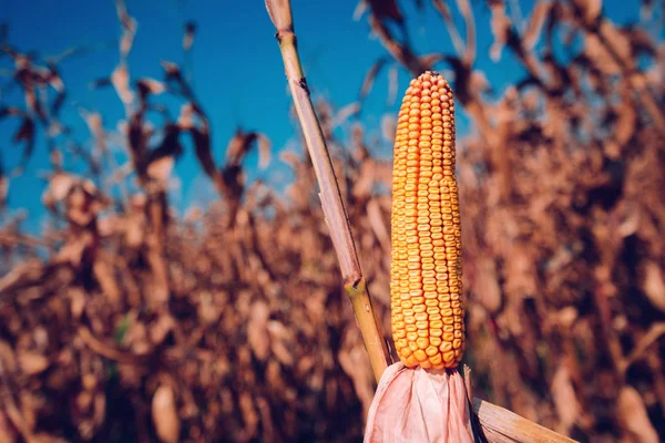 Milho Espiga Campo Cultivado — Fotografia de Stock