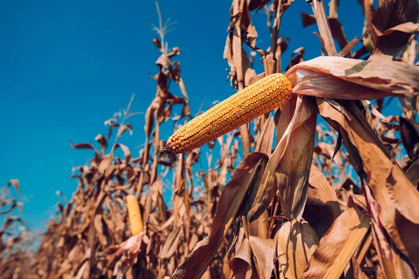 Кукуруза Кукурузном Поле — стоковое фото