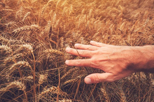 Зерно Пшениці Готове Збору Врожаю Сільськогосподарський Робітник Яко Торкається Вуха — стокове фото