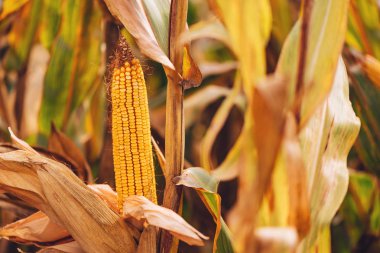 Üzerinde ekili mısır tarlası içinde olgunlaşmış Mısır hasat hazırdır