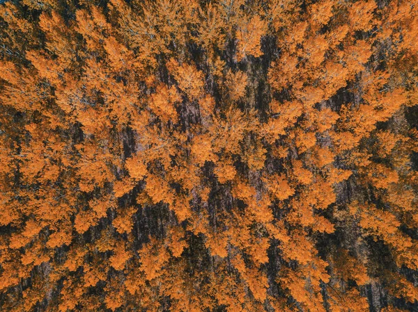 Outono Temporada Paisagem Florestal Ponto Vista Drone Belas Copas Das — Fotografia de Stock