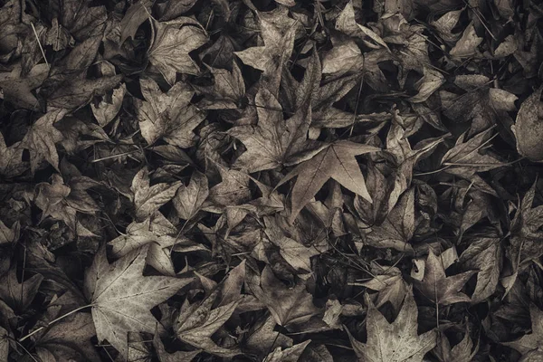 日本枫树秋天干燥的叶子在地面上作为有机自然纹理图案的单色图像 — 图库照片