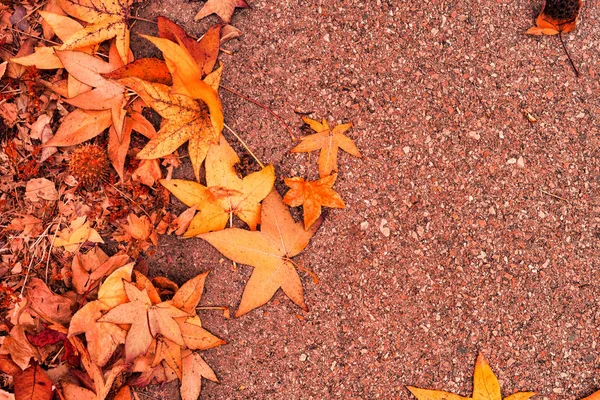 Hojas Secas Otoñales Arce Japonés Multicolor Suelo Como Patrón Textura — Foto de Stock