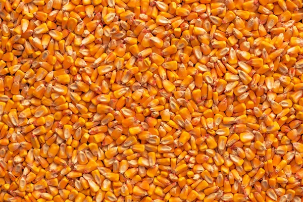 Corn Utsäde Kärnor Heap Efter Skörd Sett Från Ovan — Stockfoto