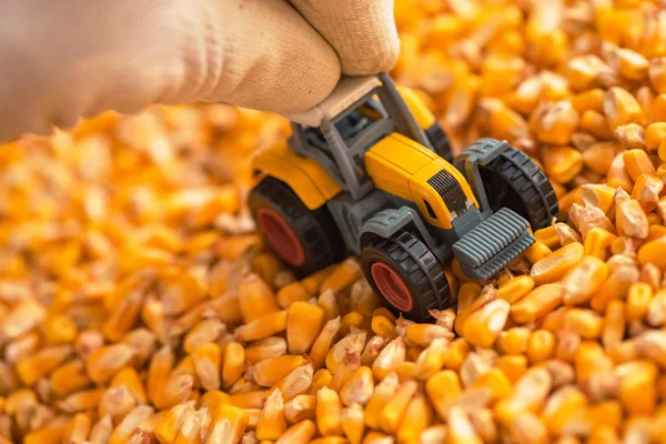 Фермер Играет Тракторной Игрушкой Над Собранными Зернами Кукурузы Кучей Избирательный — стоковое фото