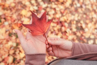 Renkli Japonca akçaağaç el yaprak, sembol sezon değiştirmek