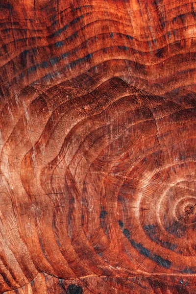 Tronco Árvore Textura Padrão Seção Transversal Como Fundo Natural — Fotografia de Stock