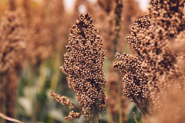 Sorghum, flowering plant is cultivated and grown for grains clipart