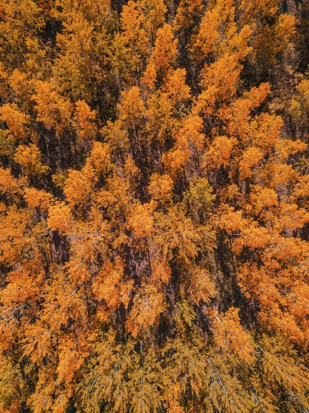 Sonbahar Pastırma Yazı Sahne Dron Bakış Açısından Ormanda Havadan Görünümü — Stok fotoğraf