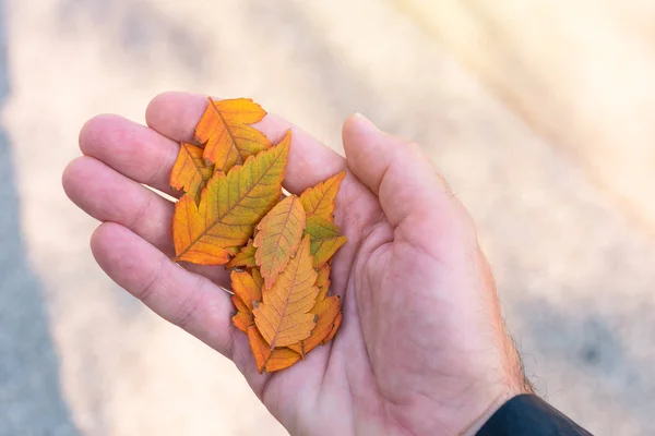 Herfstbladeren Mannenhand Close Met Selectieve Aandacht — Stockfoto