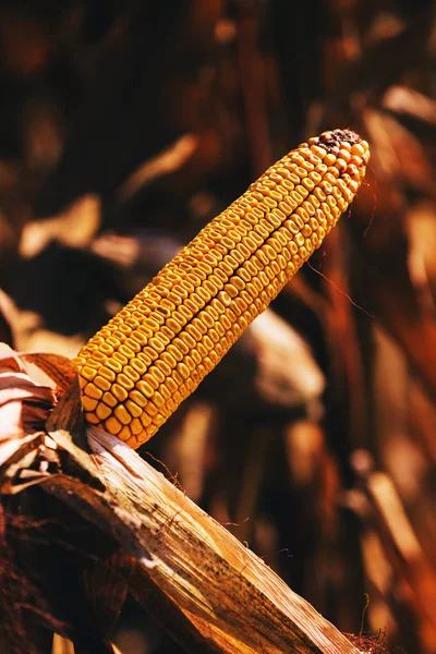 Orelha Madura Milho Caule Planta Pronto Para Colheita — Fotografia de Stock