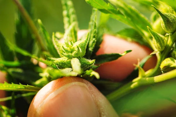 Farmer is examining cannabis hemp male plant flower development, extreme close up of fingers touching delicate herb part