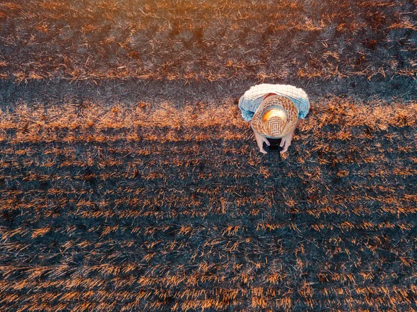 Bovenaanzicht Van Mannelijke Landbouwer Een Drone Met Afstandsbediening Geoogste Tarwe — Stockfoto