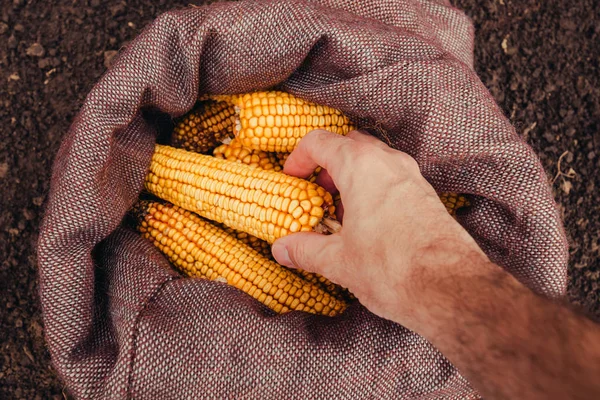 Boer Plukken Geoogst Maïskolven Uit Jute Zak Bovenaanzicht Van Hand — Stockfoto