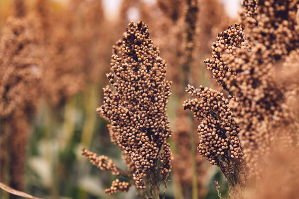 Sorghum, flowering plant is cultivated and grown for grains