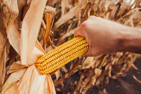 Dłoń Zbierając Kolby Kukurydzy Pole Zbiory Dojrzałych Upraw Kukurydzy Przez — Zdjęcie stockowe