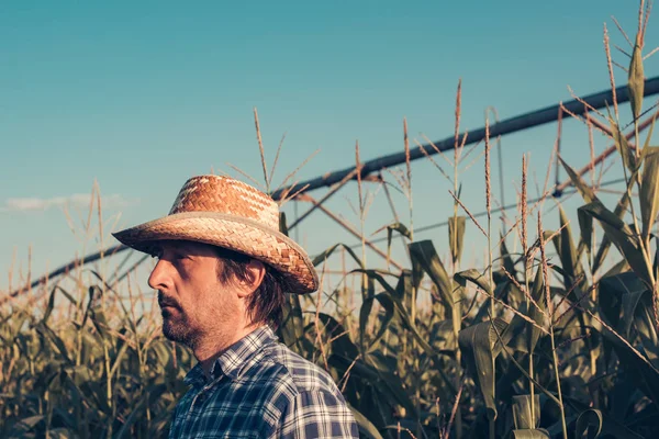 Serious confident farmer planning agricutural activity in corn field, looking self-assured and determined