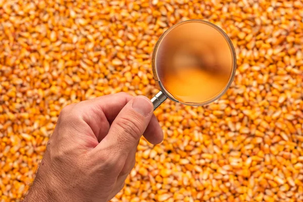 Scientifique Examinant Qualité Des Grains Maïs Récoltés Près Loupe — Photo