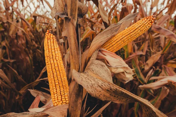 Due Spighe Mais Sullo Stesso Gambo Campo Coltivato — Foto Stock