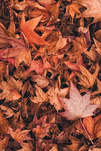 多彩多姿的日本枫树秋天干燥的叶子在地面上作为有机自然纹理图案 — 图库照片