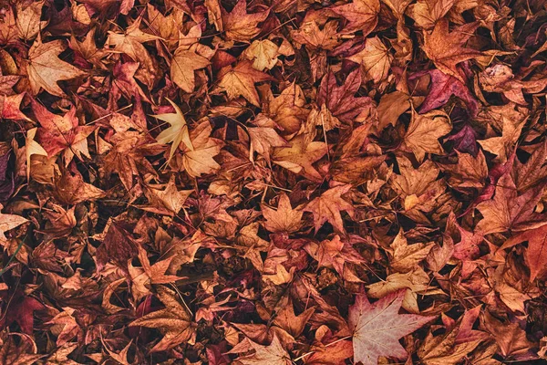 Multicolored Japanese Maple Autumnal Dry Leaves Ground Organic Natural Texture — Stock Photo, Image