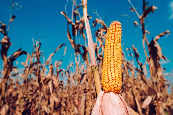 Orecchio Mais Pronto Raccolto Nei Campi Coltivati — Foto Stock