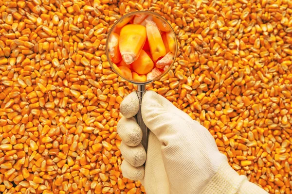 Cientista Examinando Qualidade Dos Grãos Milho Colhidos Close Mão Segurando — Fotografia de Stock