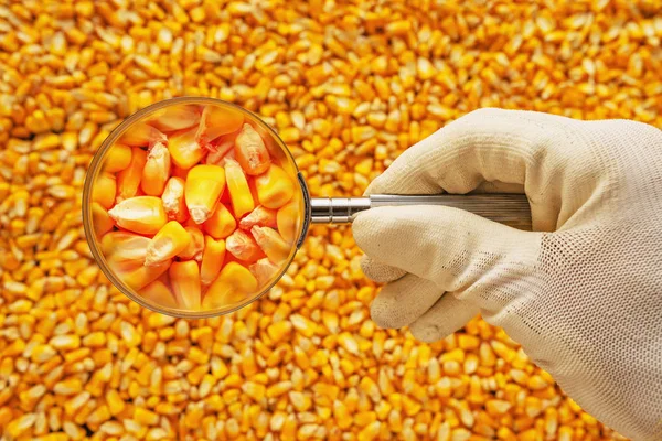 Scientifique Examinant Qualité Des Grains Maïs Récoltés Près Loupe — Photo