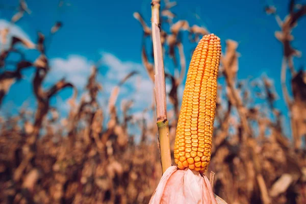 Oreja Maíz Lista Para Cosecha Campo Cultivo —  Fotos de Stock