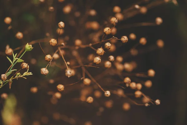 成熟亚麻 亚麻胡麻 或亚麻籽植物在领域 选择性重点 — 图库照片