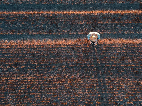 Top View Male Farmer Flying Drone Remote Control Harvested Wheat — Stock Photo, Image