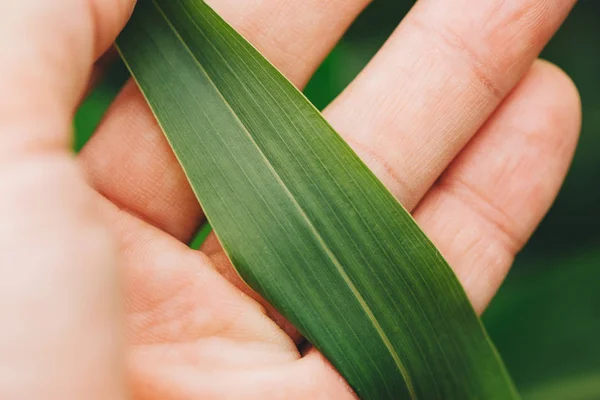 Farmář Vyšetřující Čiroku Sudangrass Rostlina List Detailní Záběr Mužské Ruky — Stock fotografie