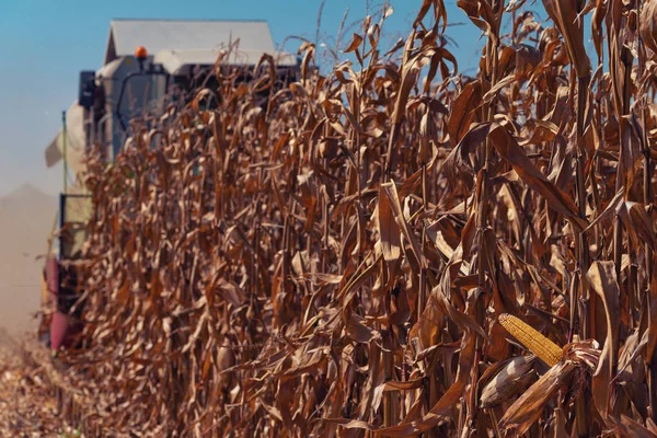 Ripe corn crops harvest in late summer