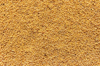 Proso darı tohum üstten görünüm, model organik doku