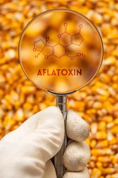 Aflatoxin Poisonous Carcinogens Harvested Corn Kernels Detected Scientist Conceptual Image — Stock Photo, Image