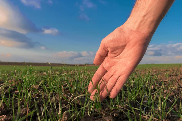 Landwirt Untersucht Grüne Weizensporne Die Auf Dem Feld Wachsen — Stockfoto