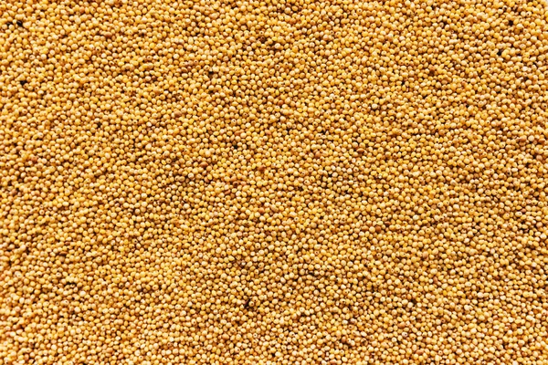 Graine Millet Proso Vue Dessus Texture Motif Bio — Photo