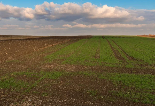 Winter Wheat Sprout Field Clouds Background — Stock Photo, Image