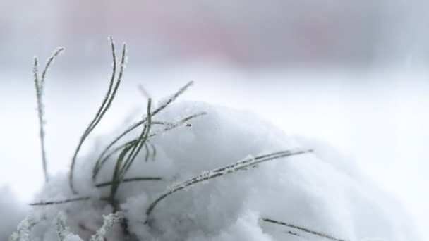 Κοντινό Πλάνο Του Κλαδί Πεύκου Στο Χιόνι Αφηρημένη Χειμερινή Σεζόν — Αρχείο Βίντεο