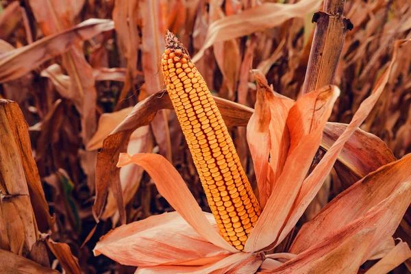 Ухо Кукурузы Готово Сбору Урожая Пашне — стоковое фото