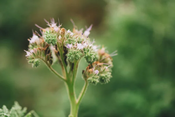 Szöveggel Egy Éves Gyógynövény Ismert Mint Csipkés Facélia Tansy Kék — Stock Fotó