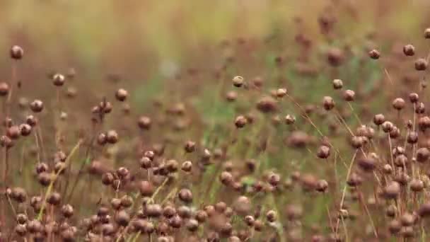 Ripe Flax Linum Usitatissimum Linseed Plants Field Selective Focus — Stock Video