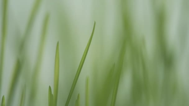 Зеленая Весенняя Трава Замедленной Съемке — стоковое видео
