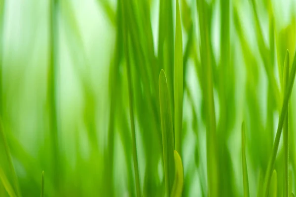 Defocus Grama Primavera Verde Como Fundo Natural Abstrato — Fotografia de Stock