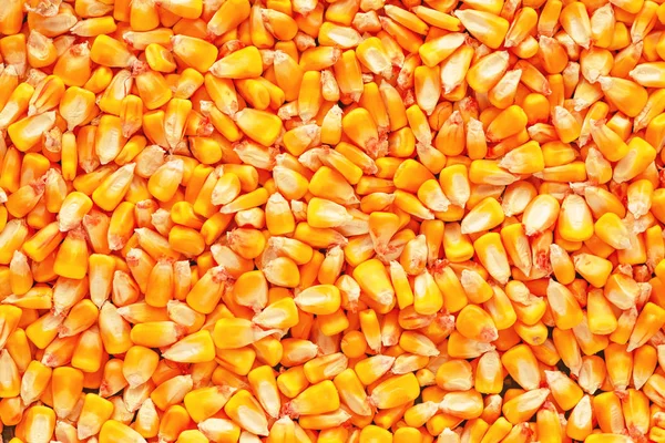 Maïs Zaad Kernels Heap Oogst Van Bovenaf Gezien — Stockfoto