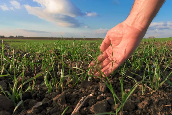 Agronomista Examinando Brotos Trigo Verde Crescendo Campo — Fotografia de Stock