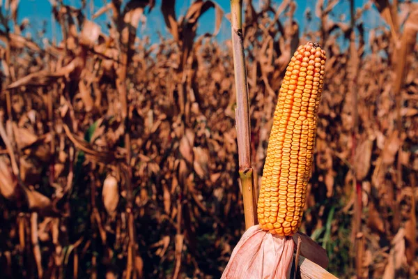 Maíz Mazorca Campo Cultivado —  Fotos de Stock