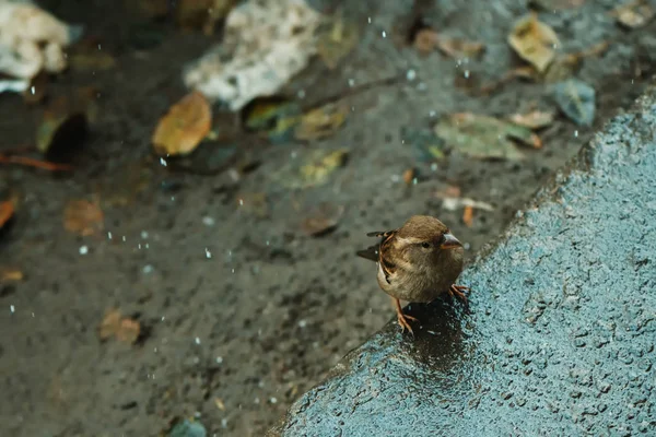 겨울에 거리에서 — 스톡 사진